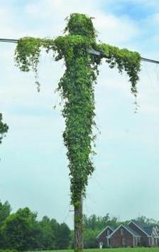 kudzu-jesus.jpg